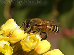  ヒイラギナンテンとミツバチ