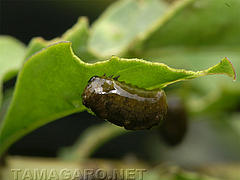  トホシクビボソハムシの幼虫
