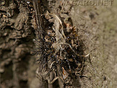  越冬中のトホシテントウ幼虫