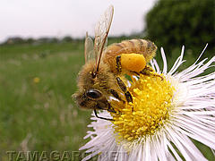  ハルジオンとミツバチ