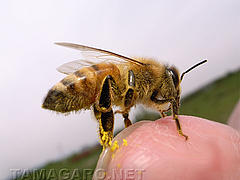  手乗りミツバチ