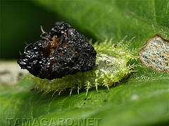  ヒメジンガサハムシの幼虫