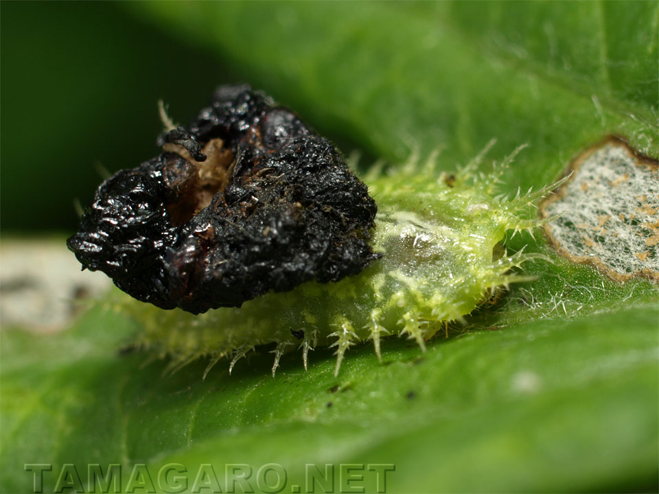 ヒメジンガサハムシの幼虫