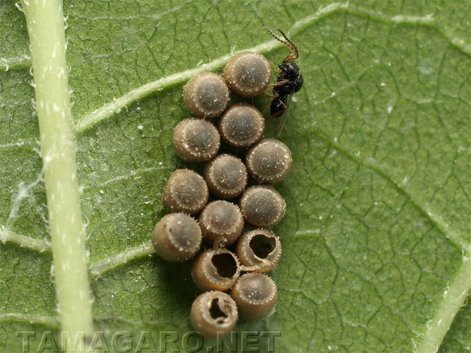  カメムシの卵に寄生する蜂