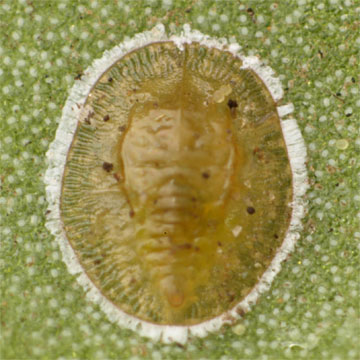 Aleurotrachelus ishigakiensis イシガキコナジラミ