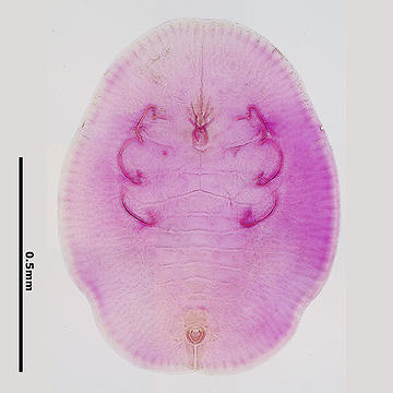 Aleuroclava similis イヌツゲシロコナジラミ